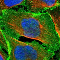 EPB4IL2 Antibody, Novus Biologicals 0.1mL; Unlabeled:Antibodies, Polyclonal